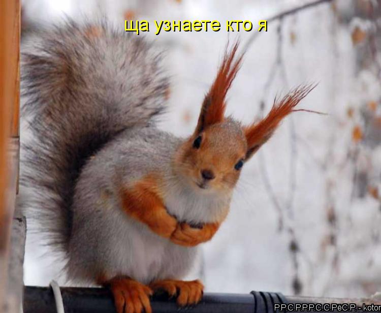 Котоматрица: ща узнаете кто я