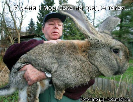 У меня и морковка на грядке такая...... Котоматрица: У меня и морковка на грядке такая...