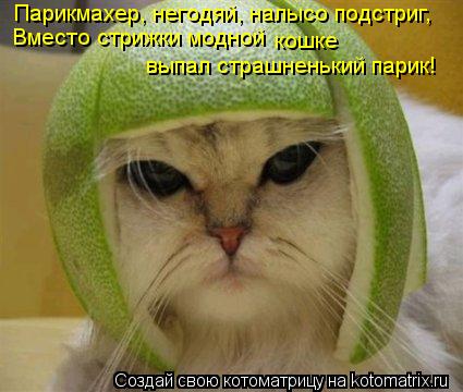 Парикмахер, негодяй, налысо подстриг, Вместо стрижки модной кошке выпал страшненький парик!... Котоматрица: Парикмахер, негодяй, налысо подстриг, Вместо стрижки модной кошке выпал страшненький парик!