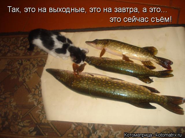 Котоматрица: Так, это на выходные, это на завтра, а это... это сейчас съём!
