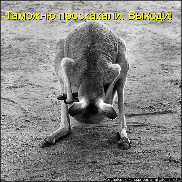 -Таможню проскакали. Выходи!... Котоматрица: -Таможню проскакали. Выходи!