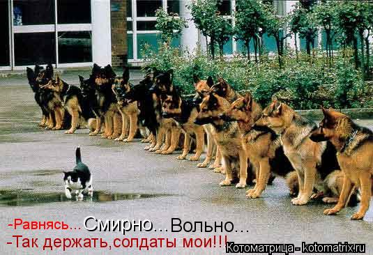 Котоматрица: -Равнясь... Смирно... Вольно... -Так держать,солдаты мои!!!