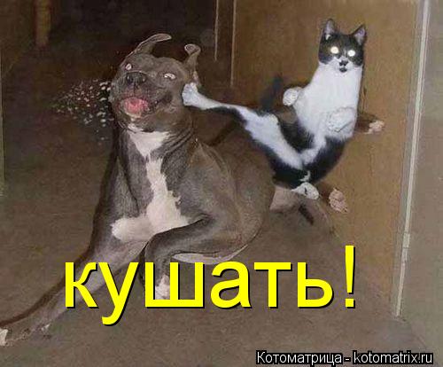 кушать!... Котоматрица: кушать!