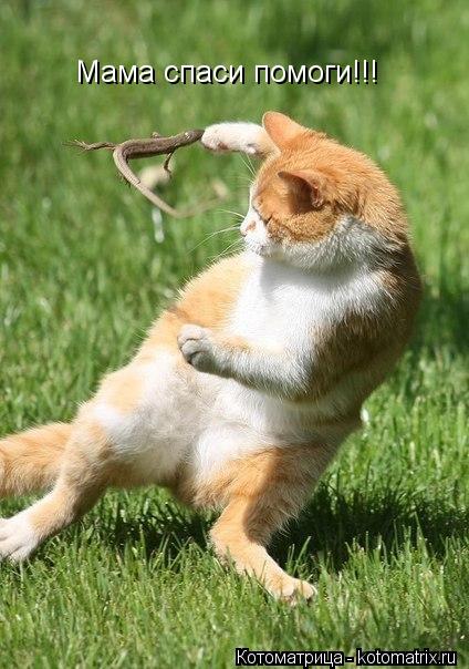 Мама на меня какой то неопознанный объект напал!!! Мама спаси помоги!!!... Котоматрица: Мама на меня какой то неопознанный объект напал!!! Мама спаси помоги!!!