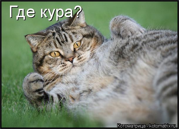 Где кура?... Котоматрица: Где кура?