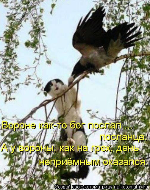Вороне как-то бог послал ... посланца. А у вороны, как на грех, день неприёмным оказался.... Котоматрица: Вороне как-то бог послал ... посланца. А у вороны, как на грех, день неприёмным оказался.