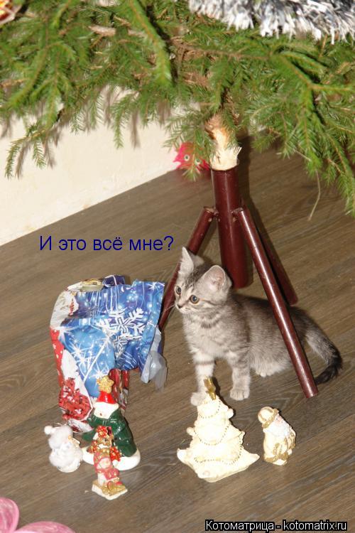 И это всё мне?... Котоматрица: И это всё мне?