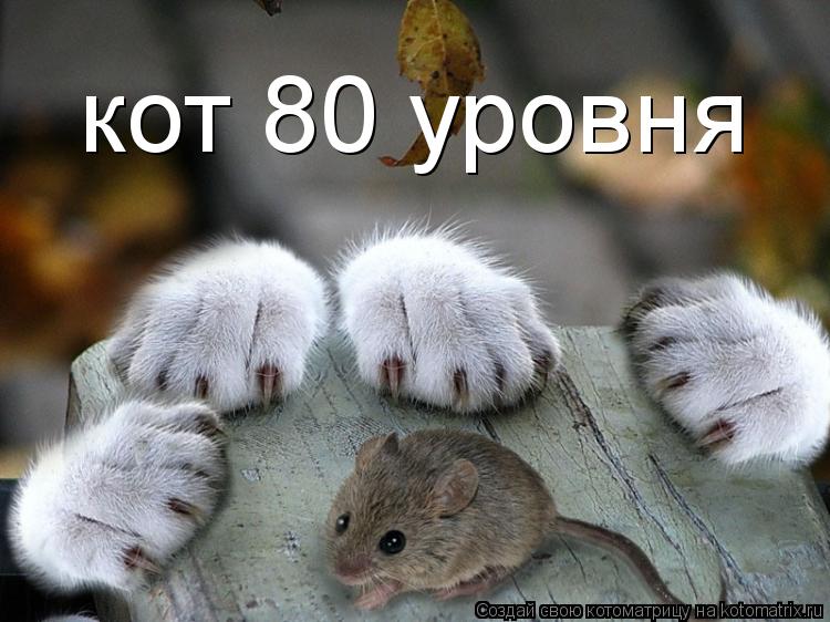 кот 80 уровня... Котоматрица: кот 80 уровня