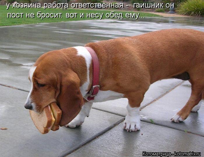 Котоматрица: у хозяина работа ответственная -  гаишник он пост не бросит. вот и несу обед ему...