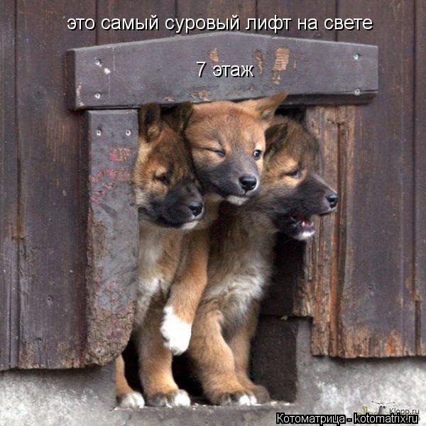 это самый суровый лифт на свете 7 этаж... Котоматрица: это самый суровый лифт на свете 7 этаж