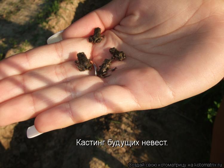 Кастинг будущих невест.... Котоматрица: Кастинг будущих невест.