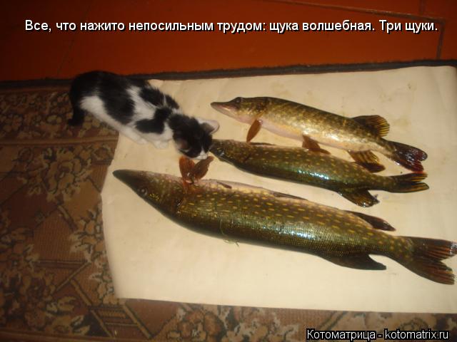 Все, что нажито непосильным трудом: щука волшебная. Три щуки.... Котоматрица: Все, что нажито непосильным трудом: щука волшебная. Три щуки.