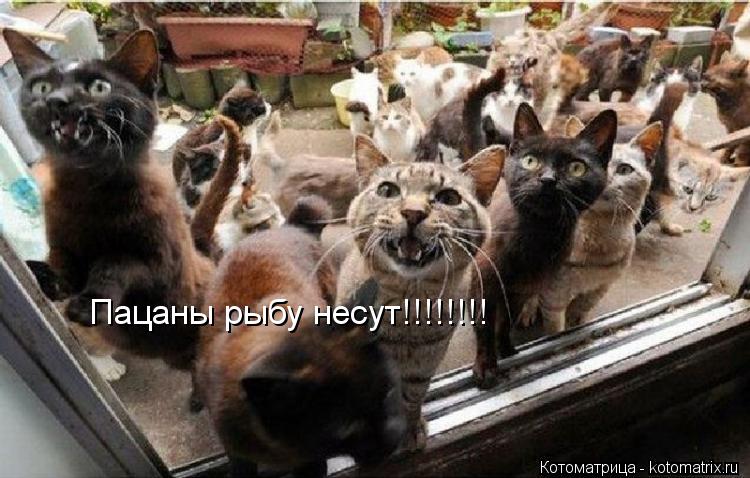 Пацаны рыбу несут!!!!!!!!... Котоматрица: Пацаны рыбу несут!!!!!!!!