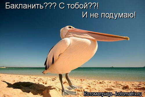 Котоматрица: Бакланить??? С тобой??! И не подумаю!