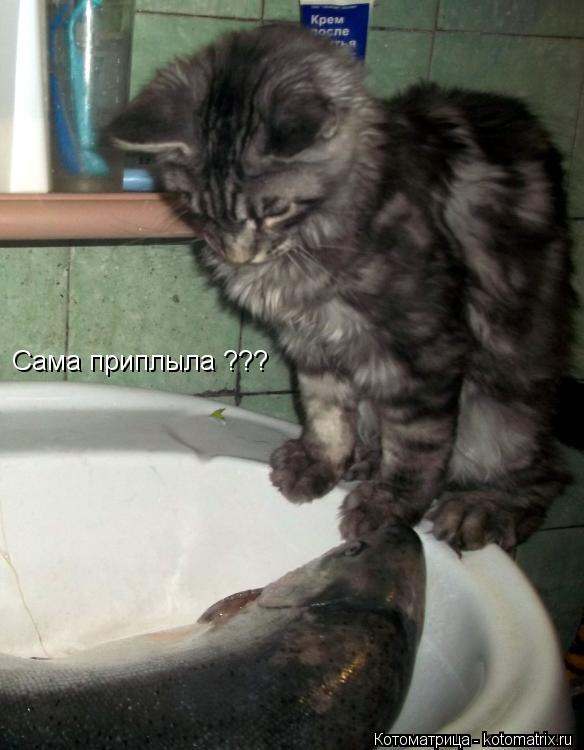 Сама приплыла ???... Котоматрица: Сама приплыла ???
