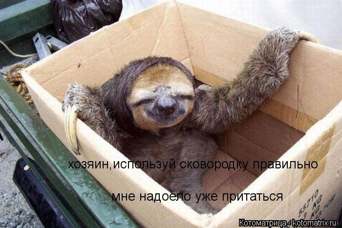 хозяин,используй сковородку правильно мне надоело уже притаться... Котоматрица: хозяин,используй сковородку правильно мне надоело уже притаться