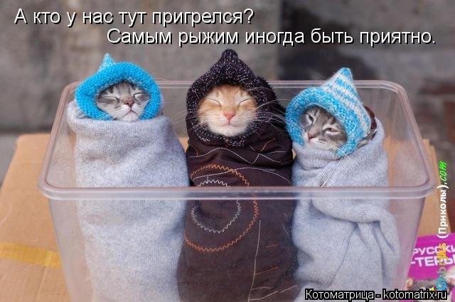 А кто у нас тут пригрелся? Самым рыжим иногда быть приятно.... Котоматрица: А кто у нас тут пригрелся? Самым рыжим иногда быть приятно.