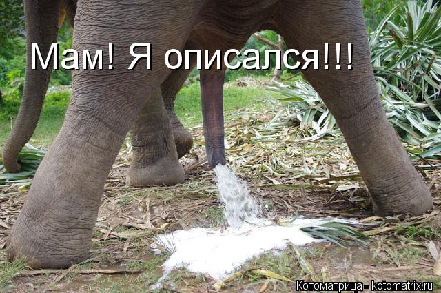 Мам! Я описался!!!... Котоматрица: Мам! Я описался!!!