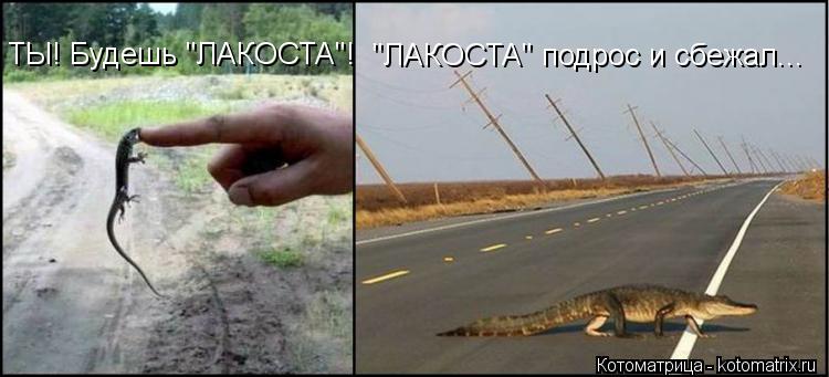 ТЫ! Будешь "ЛАКОСТА"! "ЛАКОСТА" подрос и сбежал...... Котоматрица: ТЫ! Будешь "ЛАКОСТА"! "ЛАКОСТА" подрос и сбежал...