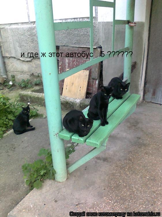 и где ж этот автобус № 5 ??????... Котоматрица: и где ж этот автобус № 5 ??????