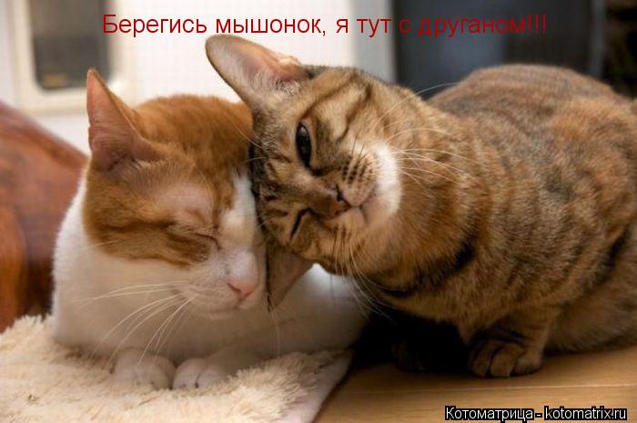 Ну берегись мышонок, у меня теперь есть Берегись мышонок, я тут с друганом!!!... Котоматрица: Ну берегись мышонок, у меня теперь есть Берегись мышонок, я тут с друганом!!!