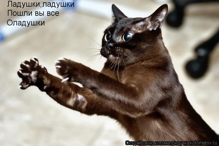 Ладушки,ладушки Пошли вы все Оладушки... Котоматрица: Ладушки,ладушки Пошли вы все Оладушки