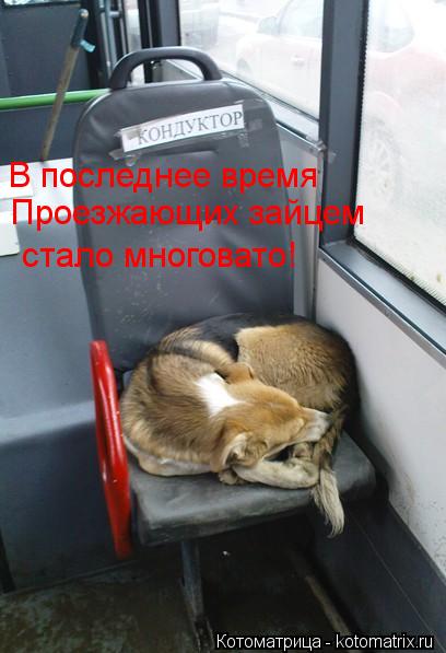 В последнее время Проезжающих зайцем стало многовато!... Котоматрица: В последнее время Проезжающих зайцем стало многовато!