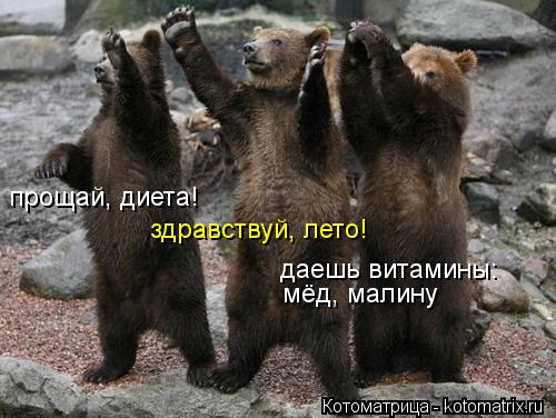 прощай, диета! здравствуй, лето! даешь витамины: мёд, малину... Котоматрица: прощай, диета! здравствуй, лето! даешь витамины: мёд, малину