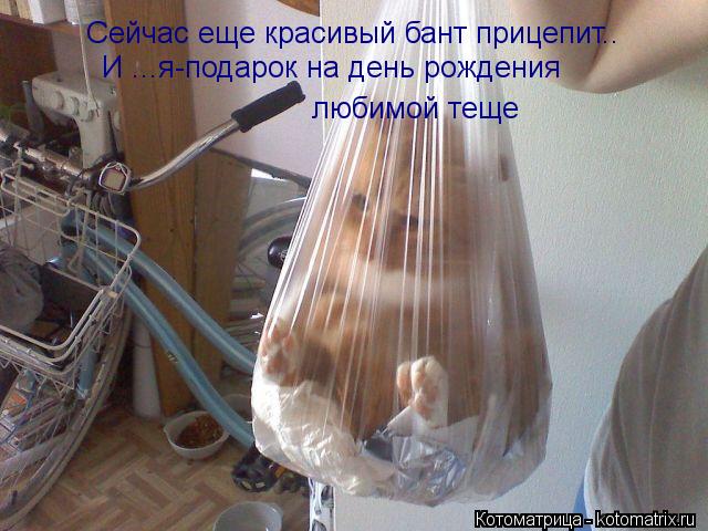 Котоматрица: Сейчас еще красивый бант прицепит.. И ...я-подарок на день рождения  любимой теще