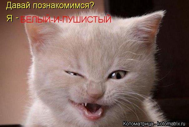 Давай познакомимся? Я - БЕЛЫЙ-И-ПУШИСТЫЙ... Котоматрица: Давай познакомимся? Я - БЕЛЫЙ-И-ПУШИСТЫЙ