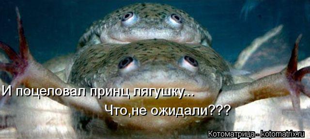 И поцеловал принц лягушку... Что,не ожидали???... Котоматрица: И поцеловал принц лягушку... Что,не ожидали???