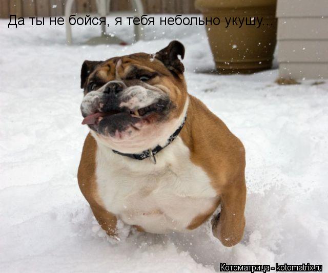 Да ты не бойся, я тебя небольно укушу...... Котоматрица: Да ты не бойся, я тебя небольно укушу...