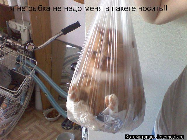 я не рыбка не надо меня в пакете носить!!... Котоматрица: я не рыбка не надо меня в пакете носить!!