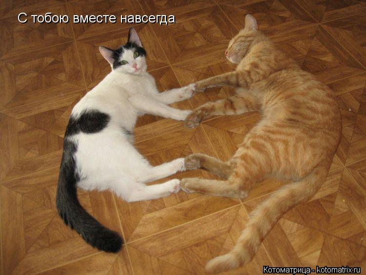 С тобою вместе навсегда... Котоматрица: С тобою вместе навсегда