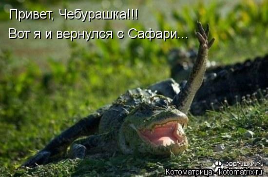 Привет, Чебурашка!!! Вот я и вернулся с Сафари...... Котоматрица: Привет, Чебурашка!!! Вот я и вернулся с Сафари...