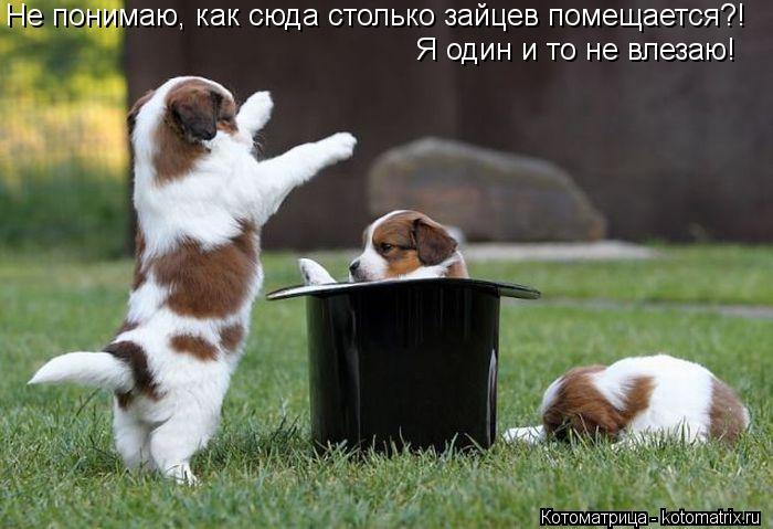 Не понимаю, как сюда столько зайцев помещается?! Я один и то не влезаю!... Котоматрица: Не понимаю, как сюда столько зайцев помещается?! Я один и то не влезаю!