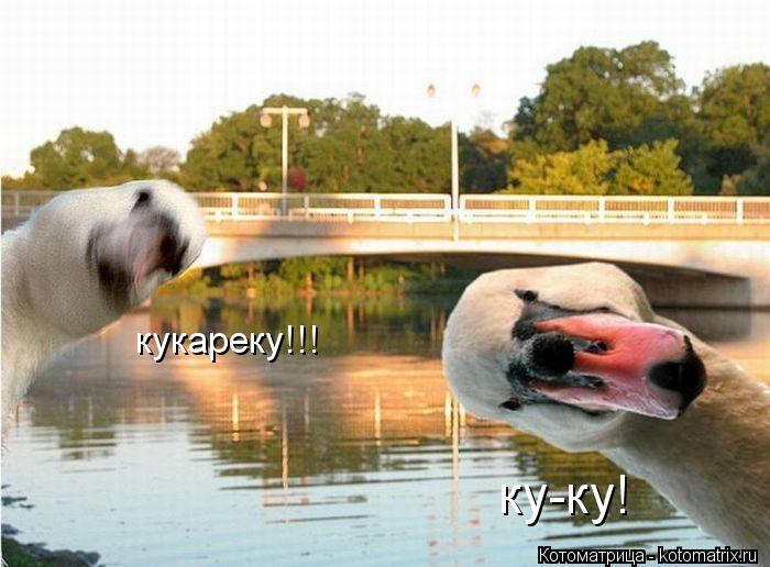ку-ку! кукареку!!!... Котоматрица: ку-ку! кукареку!!!