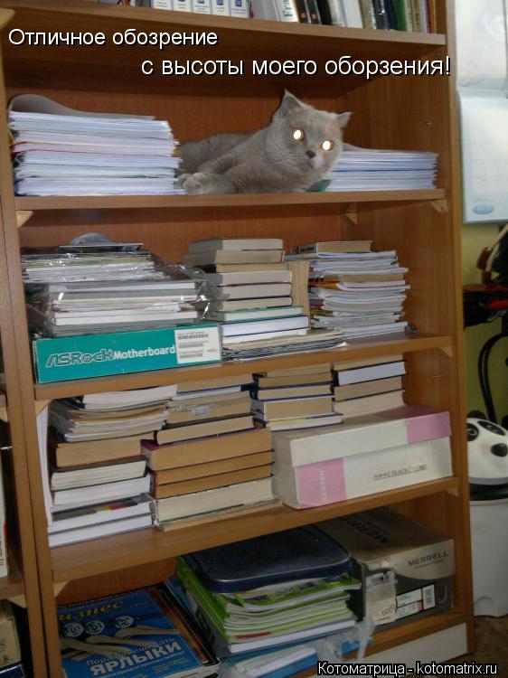 Отличное обозрение с высоты моего оборзения!... Котоматрица: Отличное обозрение с высоты моего оборзения!