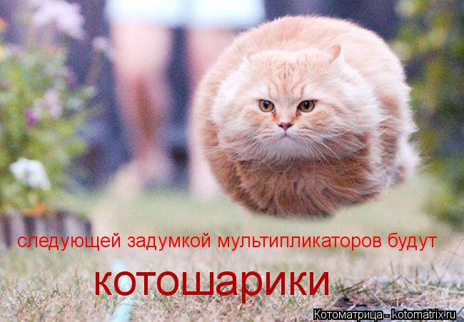 следующей задумкой мультипликаторов будут котошарики... Котоматрица: следующей задумкой мультипликаторов будут котошарики
