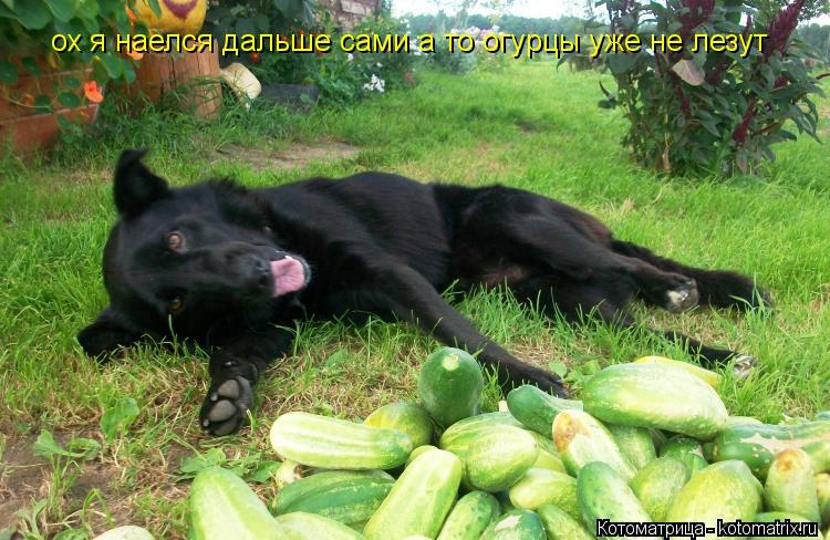 ох я наелся дальше сами а то огурцы уже не лезут... Котоматрица: ох я наелся дальше сами а то огурцы уже не лезут