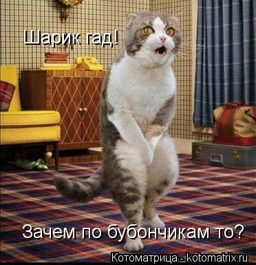 Шарик гад! Зачем по бубончикам то?... Котоматрица: Шарик гад! Зачем по бубончикам то?