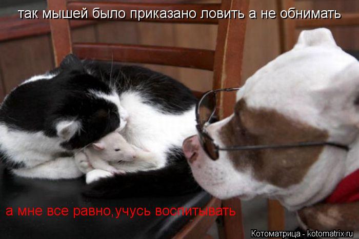 так мышей было приказано ловить а не обнимать а мне все равно,учусь воспитывать... Котоматрица: так мышей было приказано ловить а не обнимать а мне все равно,учусь воспитывать