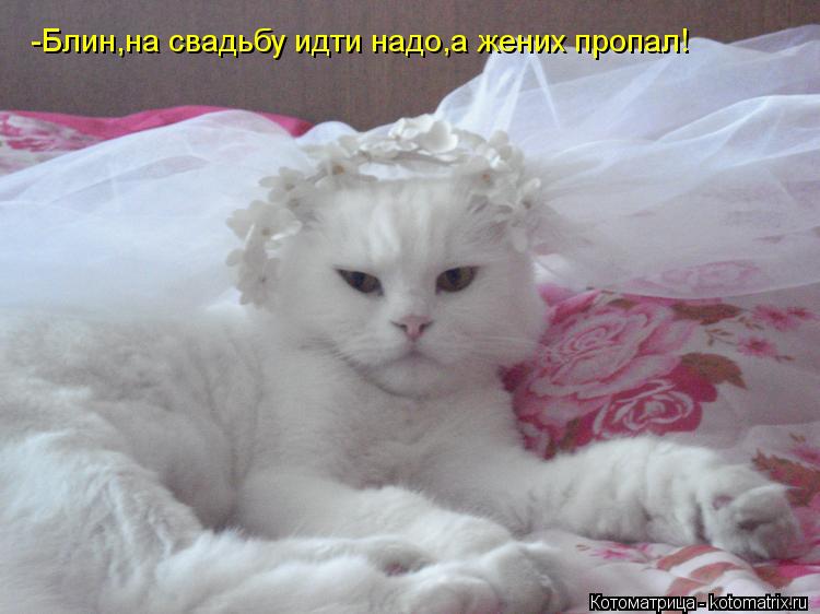 Котоматрица: -Блин,на свадьбу идти надо,а жених пропал!
