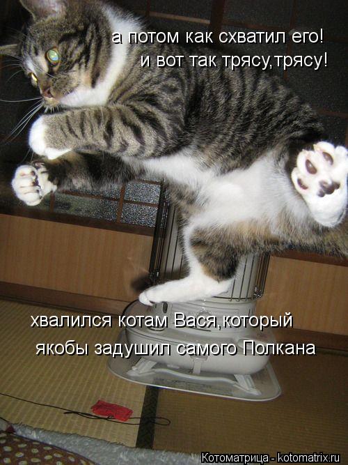 а потом как схватил его! и вот так трясу,трясу! хвалился котам Вася,который якобы задушил самого Пол... Котоматрица: а потом как схватил его! и вот так трясу,трясу! хвалился котам Вася,который якобы задушил самого Полкана
