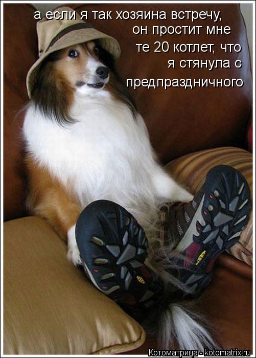 Котоматрица: а если я так хозяина встречу, он простит мне те 20 котлет, что я стянула с предпраздничного