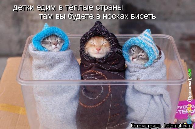 детки едим в тёплые страны там вы будете в носках висеть... Котоматрица: детки едим в тёплые страны там вы будете в носках висеть