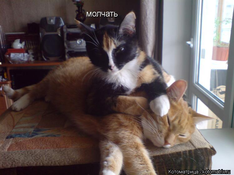 молчать... Котоматрица: молчать