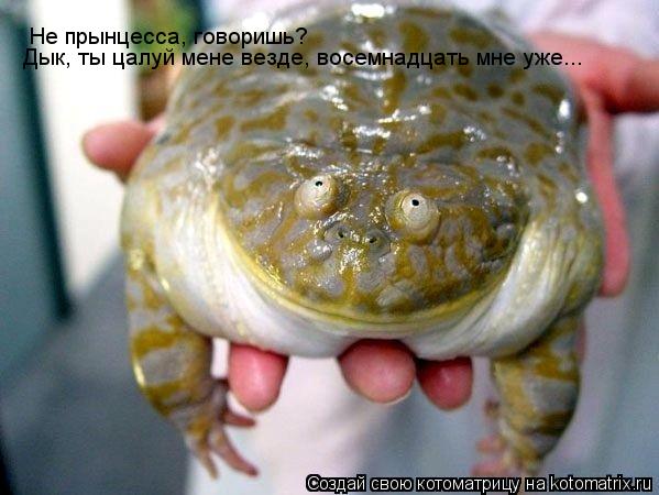 Не прынцесса, говоришь? Дык, ты цалуй мене везде, восемнадцать мне уже...... Котоматрица: Не прынцесса, говоришь? Дык, ты цалуй мене везде, восемнадцать мне уже...