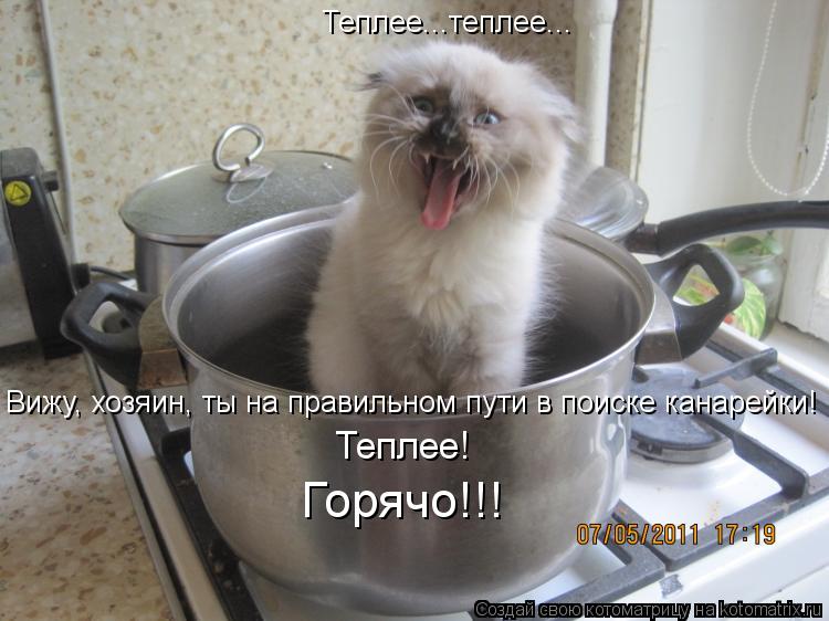 Теплее...теплее... Вижу, хозяин, ты на правильном пути в поиске канарейки! Теплее! Горячо!!!... Котоматрица: Теплее...теплее... Вижу, хозяин, ты на правильном пути в поиске канарейки! Теплее! Горячо!!!