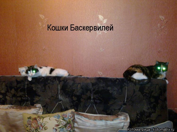 Кошки Баскервилей... Котоматрица: Кошки Баскервилей